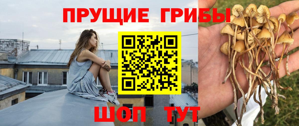 Рязань  Галлюциногенные грибы Psilocybe  Вход с VPN  Псилоцибиновые грибы Cubensis 